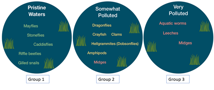 Group 1, found in pristine waters, includes mayflies, stoneflies, caddisflies, riffle beetles, and gilled snails. Group 2, found in somewhat polluted waters, includes dragonflies, crayfish, clams, hellgrammites (dobsonflies), amphipods, and midges. Group 3, found in very polluted waters, includes aquatic worms, leeches, and midges.