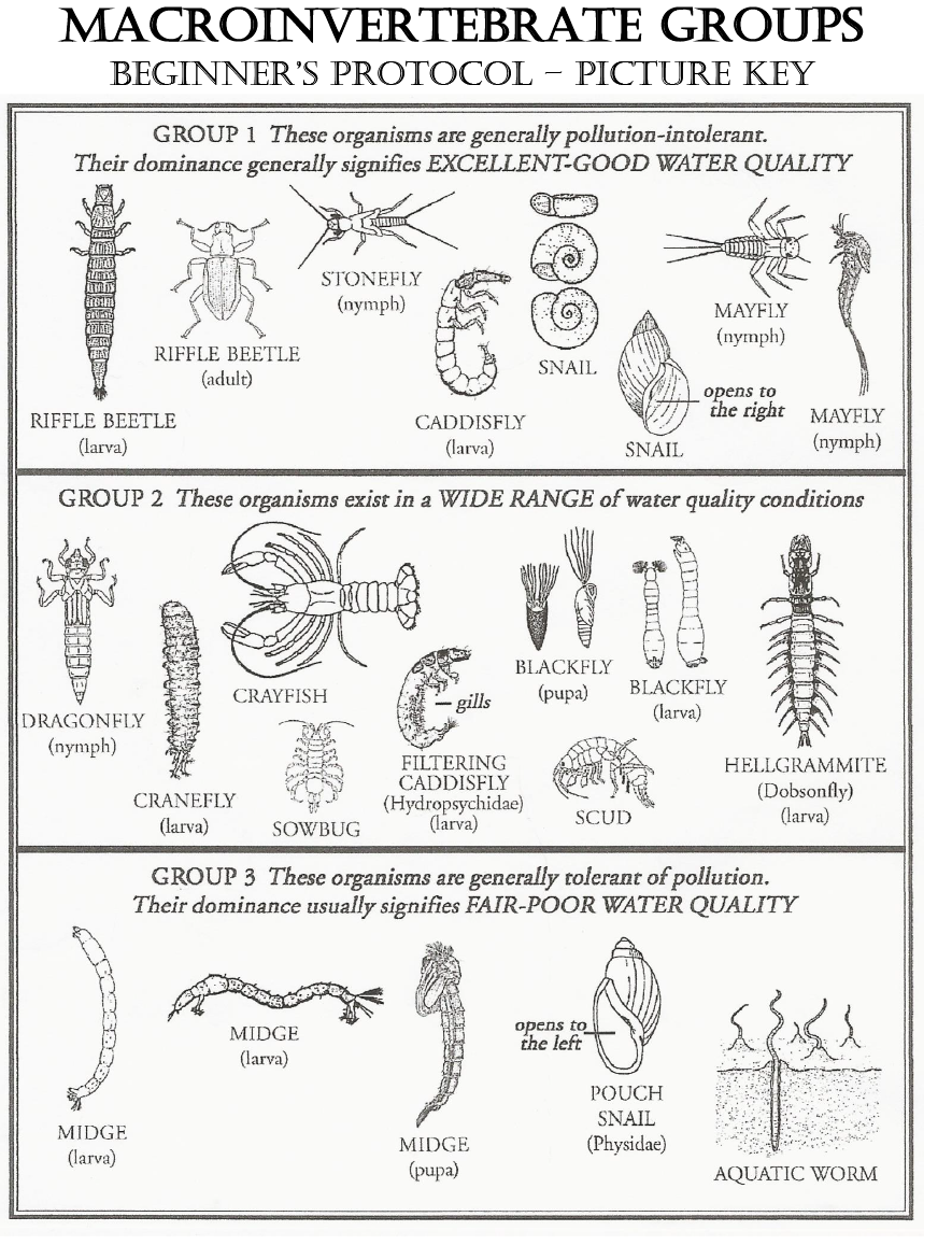 Macroinvertebrate Groups Beginner's Protocol/Picture Key shows drawings of Group 1, 2, and 3 organisms.