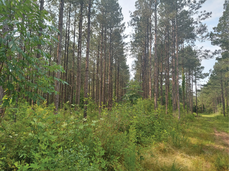 Tall pine trees in rows with spaces between.