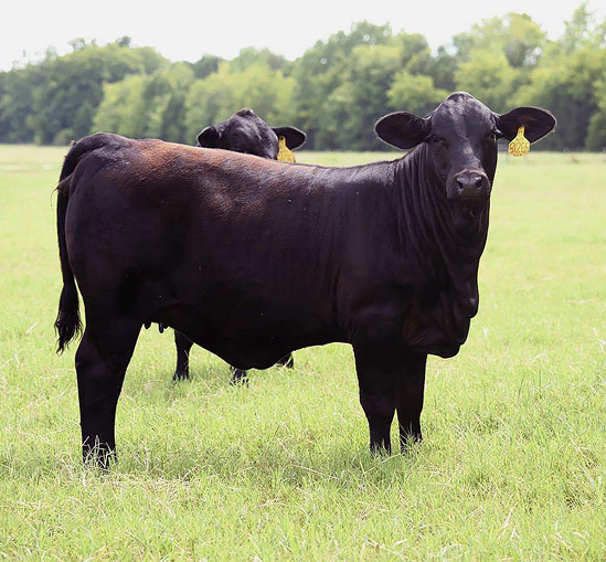 Two black cows in a field.