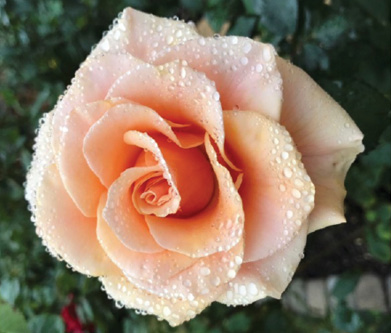 A light peach rose bloom with dew on the petals. 
