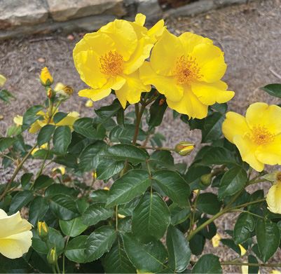 A rose bush with clusters of bright yellow blooms. 