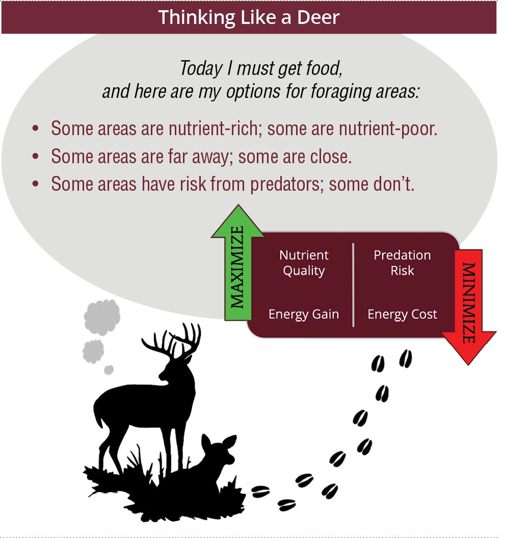 Thinking like a deer. A deer is thinking, "Today I must get food, and here are my options for foraging areas. Some areas are nutrient-rich and some are nutrient-poor. Some areas are far away; some are close. Some areas have risk from predators; some don't." Deer need to maximize nutrient quality and energy gain while minimizing predation risk and energy cost.