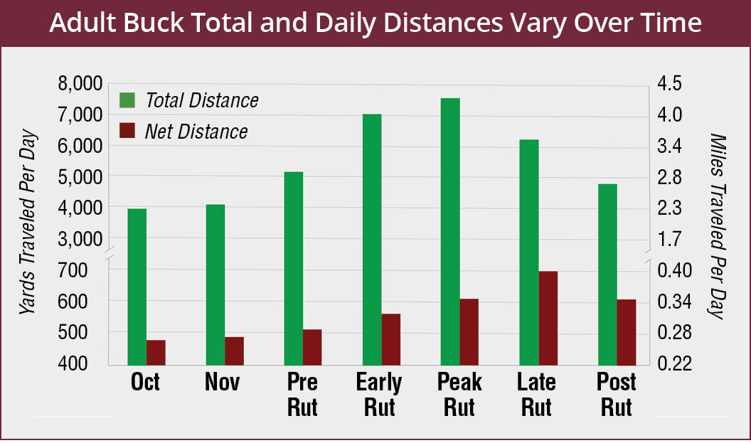 Adult buck total and daily distances: October, net distance 480 yards, total distance 4,000 yards; November, net distance 490 yards, total distance 4,100 yards; pre-rut, net distance 510 yards, total distance 5,010 yards; early rut, net distance 560 yards, total distance 7,000 yards; peak rut, net distance 605 yards, total distance 7,500 yards; late rut, net distance 700 yards, total distance 615 yards; post rut, net distance 610 yards, total distance 4,900 yards. 