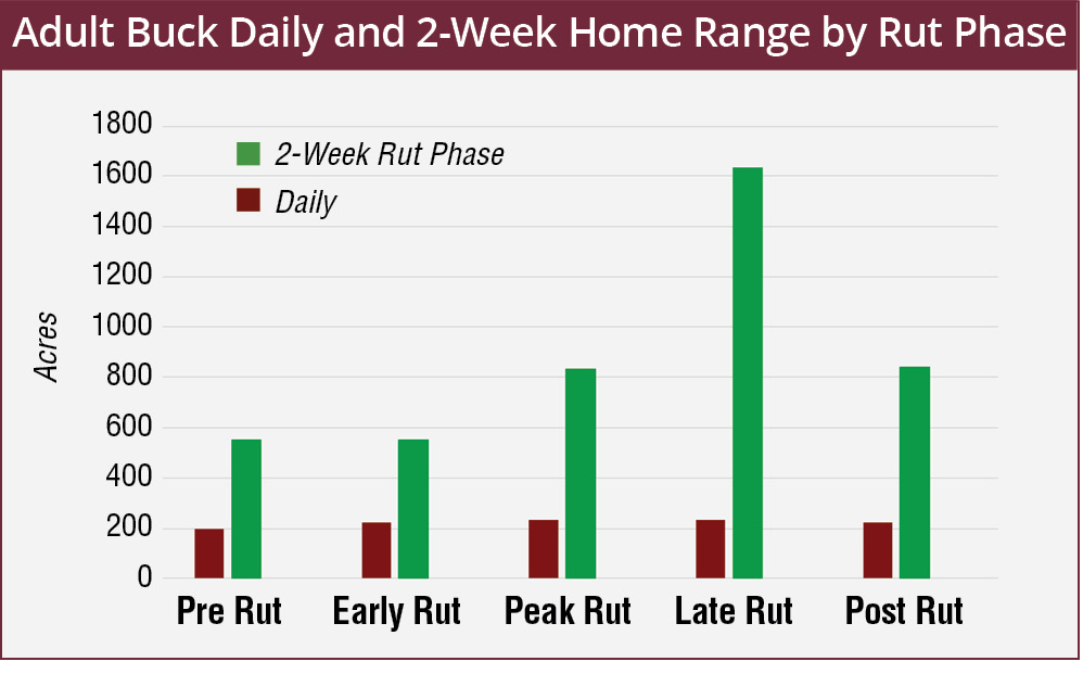 Adult buck daily home range size varies little by day, but a great amount every 2 weeks: Pre Rut – Daily 200 acres, 2-week 570 acres; Early Rut – Daily 205 acres, 2-week 570 acres; Peak Rut – Daily 210 acres, 2-week 810 acres; Late Rut – Daily 210 acres, 2-week 1,620 acres; Post Rut – Daily 205 acres, 2-week 815 acres