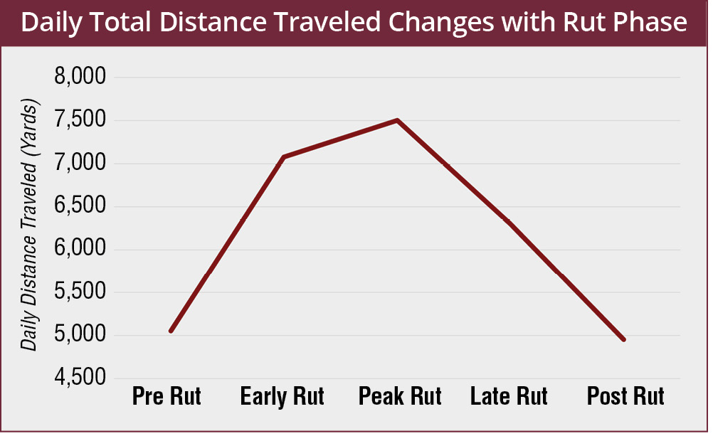 The daily total distance traveled (in yards) based on the rut phase: pre-rut, about 5,000; early rut, about 7,100; peak rut, about 7,500; late rut, about 6,250; and post-rut, about 5,000.