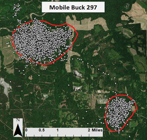 Some bucks have what are called “mobile movement personalities.” Aerial map showing Buck 297 with two parts of his home range separated by 2 miles. He spent the hunting season in one area and the spring and summer in another area. 