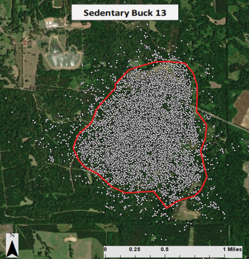 Most bucks have what are called “sedentary movement personalities.” Aerial map showing Buck 13 with all of his locations in one distinct area. 