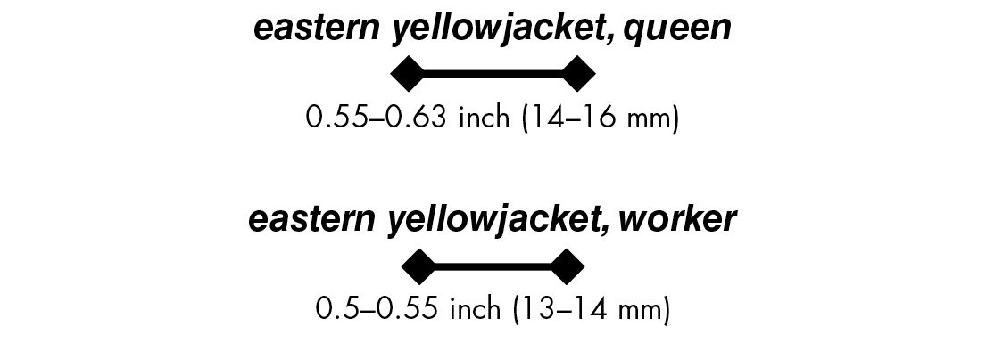 eastern yellowjacket, queen 0.55–0.63 inch (14–16 mm)eastern yellowjacket, worker 0.5–0.55 inch (13–14 mm)