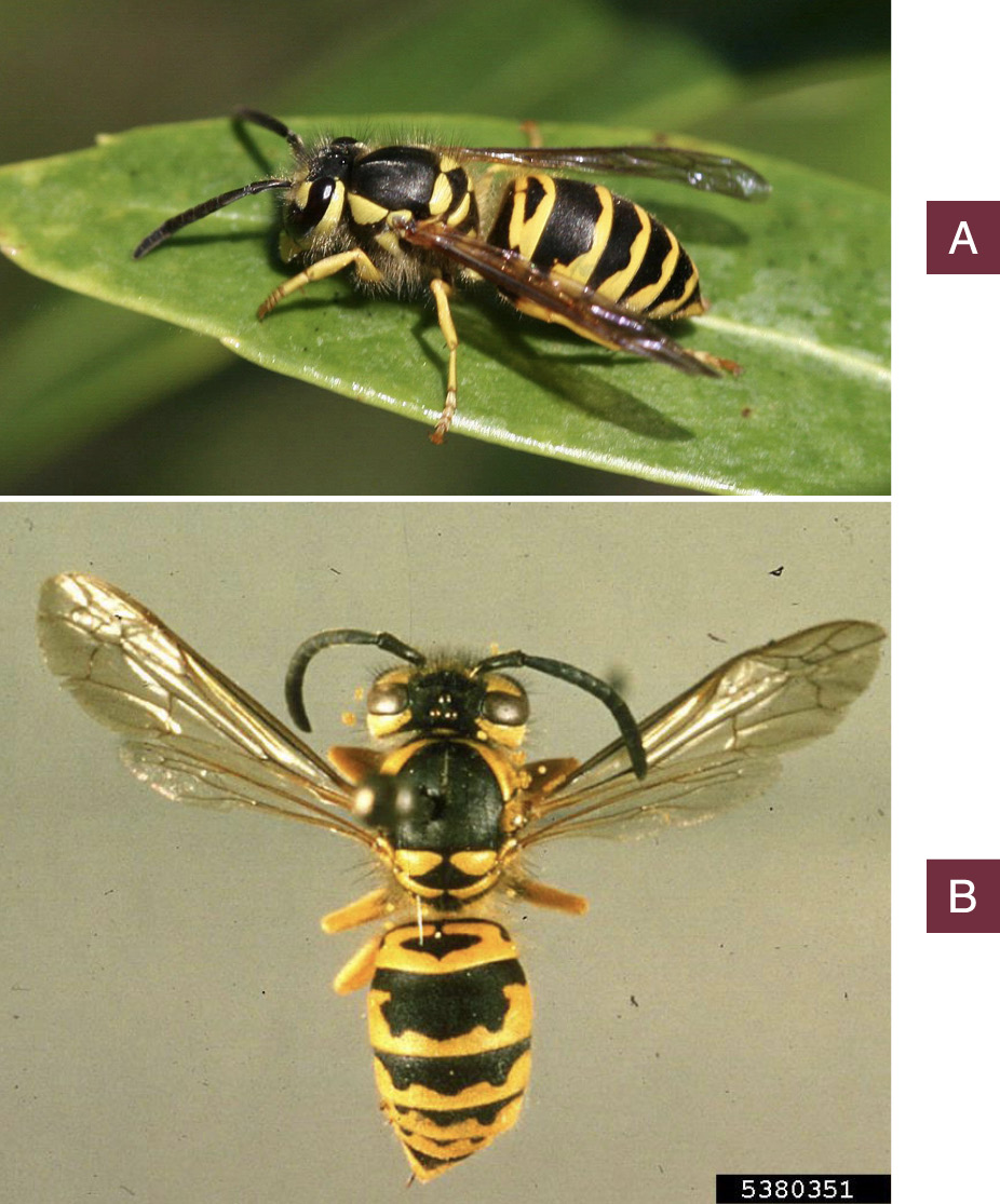 An eastern yellowjacket resting on a green leaf.The topside of a pinned eastern yellowjacket specimen.