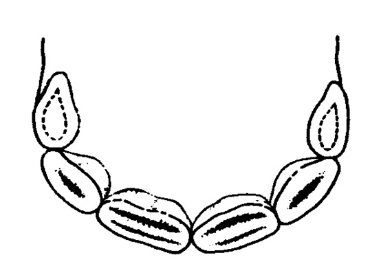 Diagram of horse teeth at 8 months (with three pairs of temporary incisors).