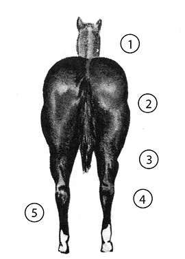 Hind quarters of a "good" horse. Important parts are numbered, and the list of parts is in text below.