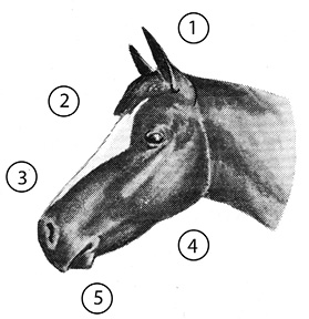 Head of an "undesirable" horse. Important parts are numbered, and the list of parts is in text below.
