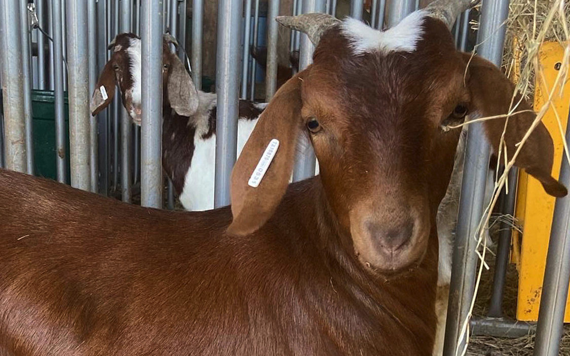 A brown goat with horns in a pen.