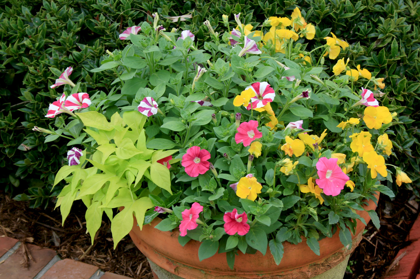 A container pot full of colorful ornamentals.