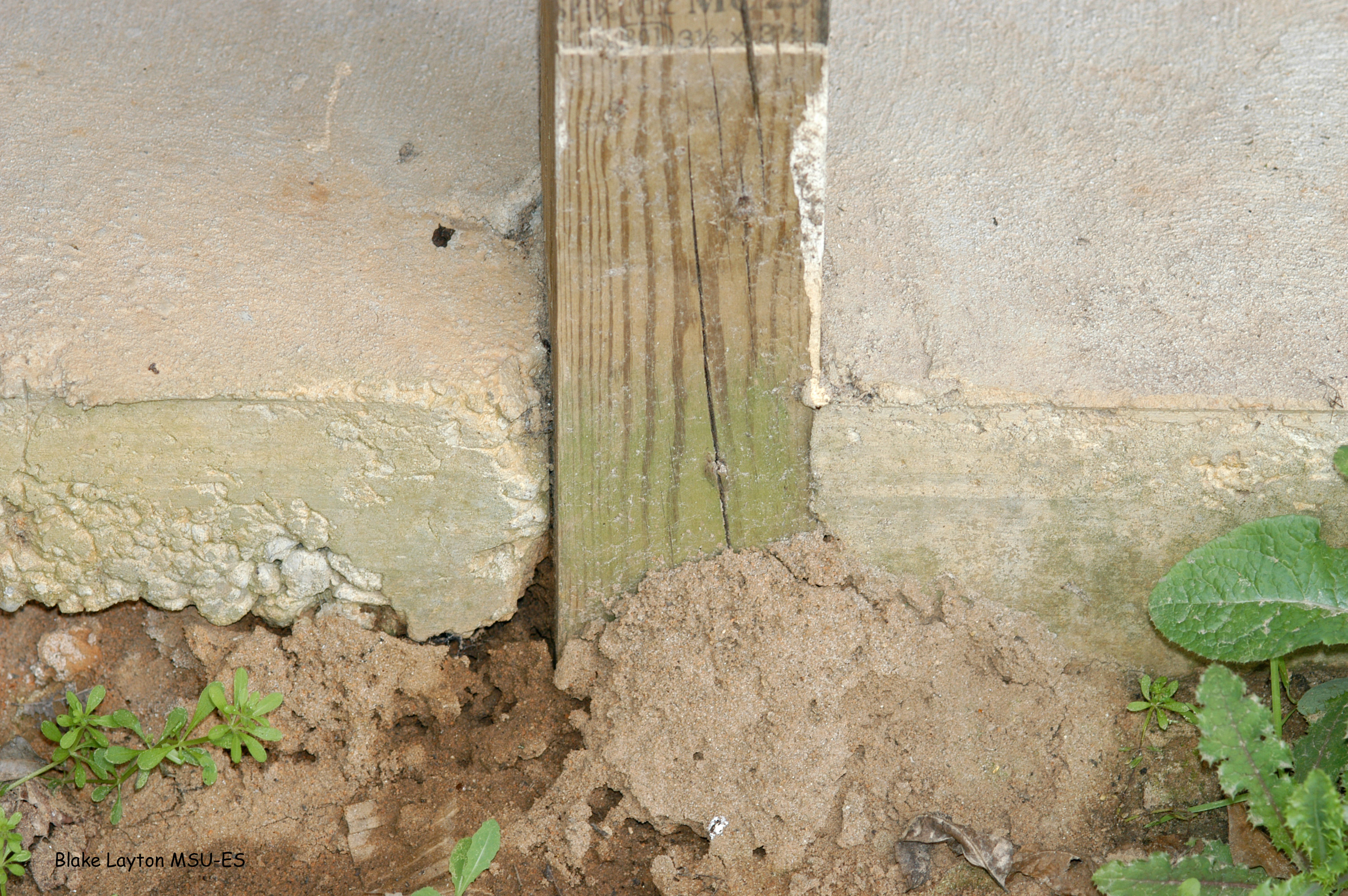 Any direct wood-to-soil contact within a building’s foundation results in a high risk of termite invasion.  This is true even for “treated” wood.