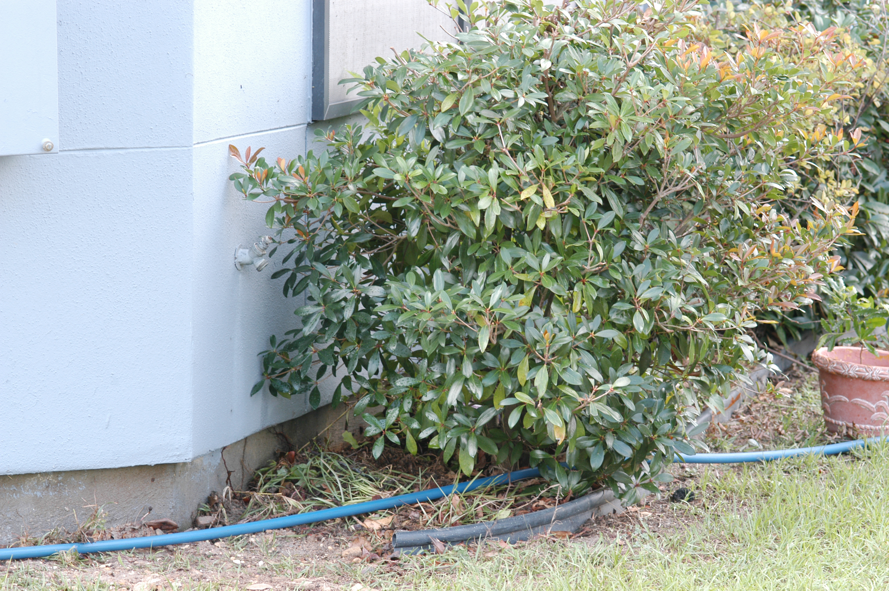 Foundation plantings that are too close to the building increase the potential for termite infestation and make inspection more difficult.  On the positive side, this building has good spacing between the soil surface and the lower edge of siding.