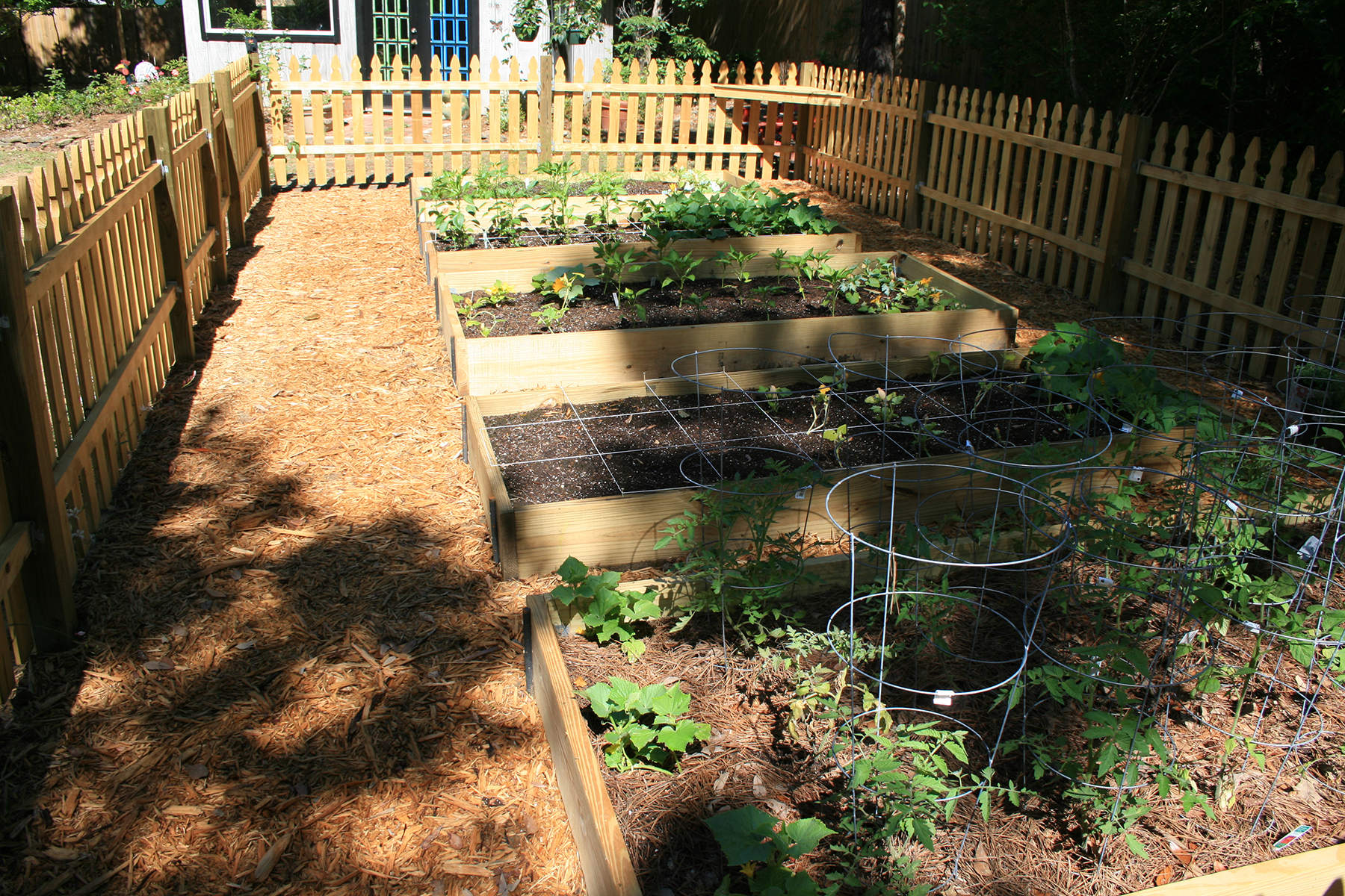 Raised beds constructed using two-by-six boards creates a neat and ordered look to the garden.