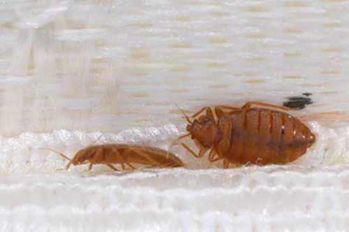 Question: Please tell me whether or not these are bed bugs. Answer: Unfortunately, these are bed bugs.  Don’t try to treat these on your own!  Call a professional pest control company.