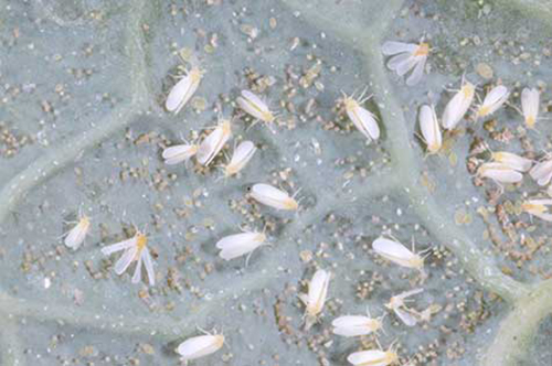 Question: Can you tell me which species of whitefly this is?  We have these in a greenhouse with 30,000 poinsettias. Answer: Unfortunately, these are silverleaf whiteflies.  Phone to discuss control options.