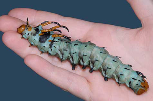 Question: I have never seen anything like this before!  What is it? Answer: This is a hickory horned devil caterpillar.  They look fierce, but are harmless.  Adults are known as regal moths.