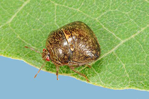 Question: Is this one of those new, non-native insect pests I have been hearing about? Answer: Yes, this is a kudzu bug.  They were first detected in Mississippi in 2012.  Where did you find this one?