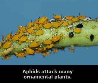 aphids attacking a green plant stem.