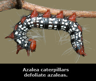 A black, white, and red azalea caterpillar.