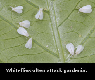 White flies on a green leaf.