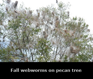 Fall webworms on pecan trees.