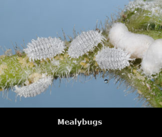 White mealybugs on a green stem.