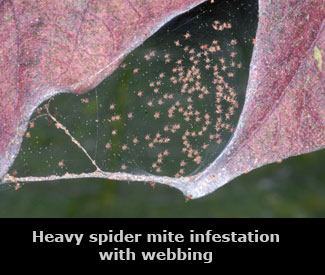 Heavy spider mite infestation with webbing.