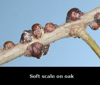 Soft scale on an oak stem.