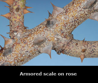 Armored scale on a rose stem.