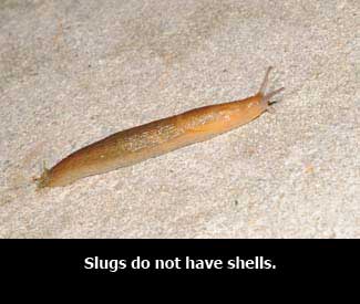 A light brown slug.