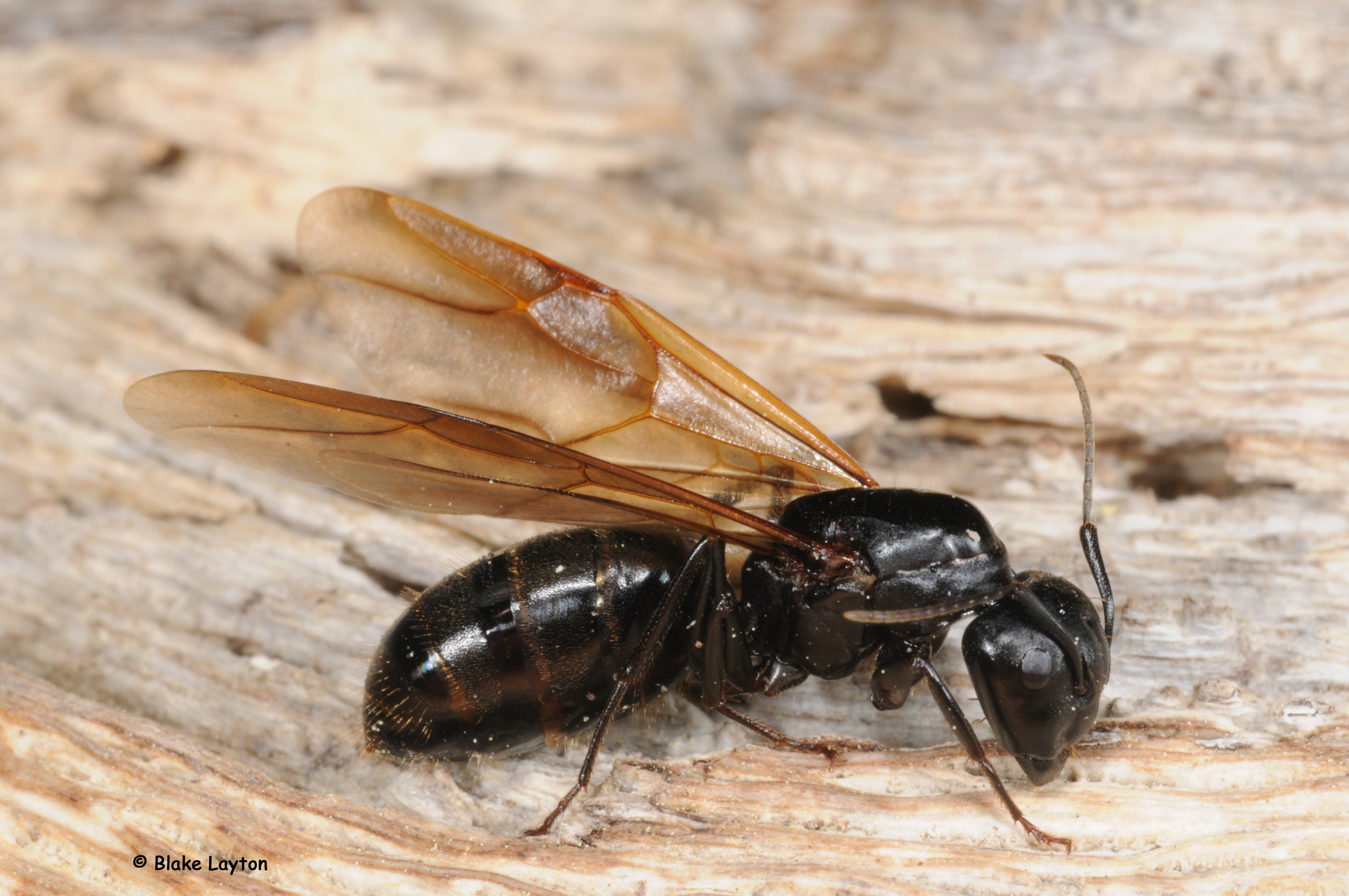 Black carpenter ant swarmer.  Note the narrow waist and that the hind wing is shorter than the forewing.
