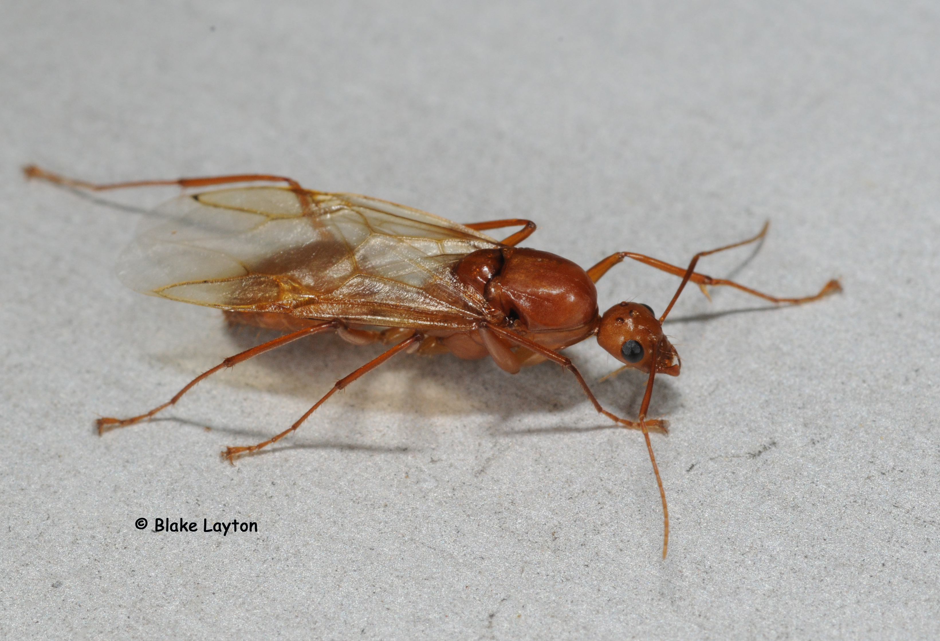 Chestnut carpenter ant swarmer.  Note the elbowed antennae and narrow waist.