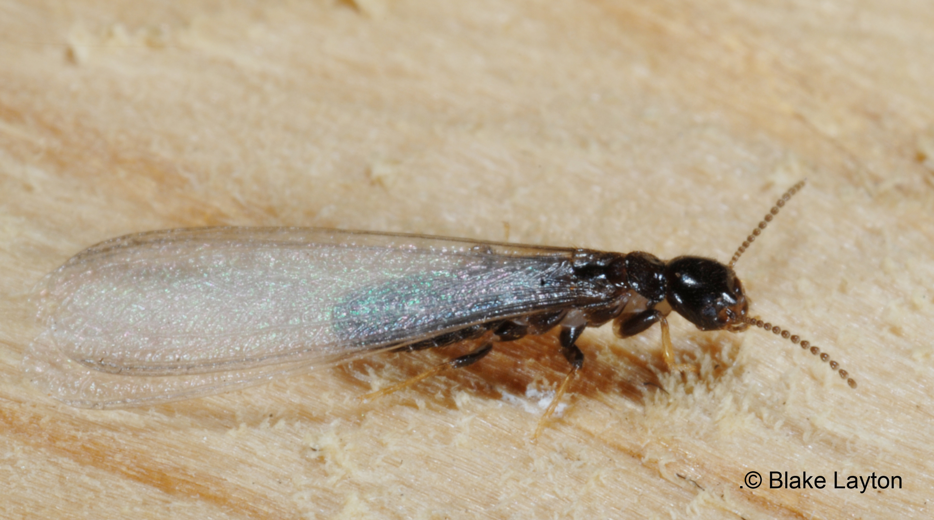 This is an Eastern subterranean termite swarmer. Note the long wings, with both pairs of equal length, and the straight, beadlike antennae.