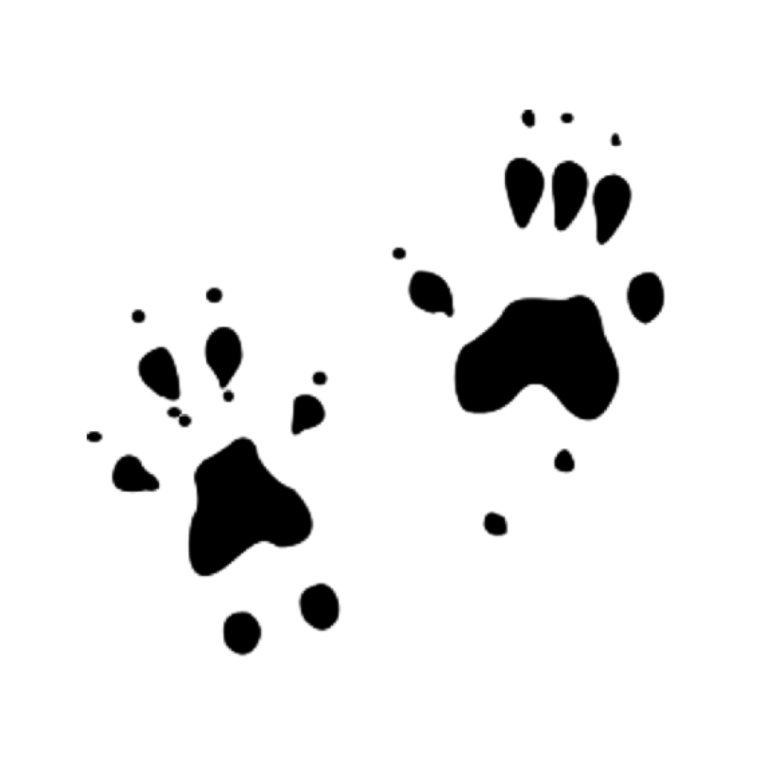 Eastern Gray Squirrel track
