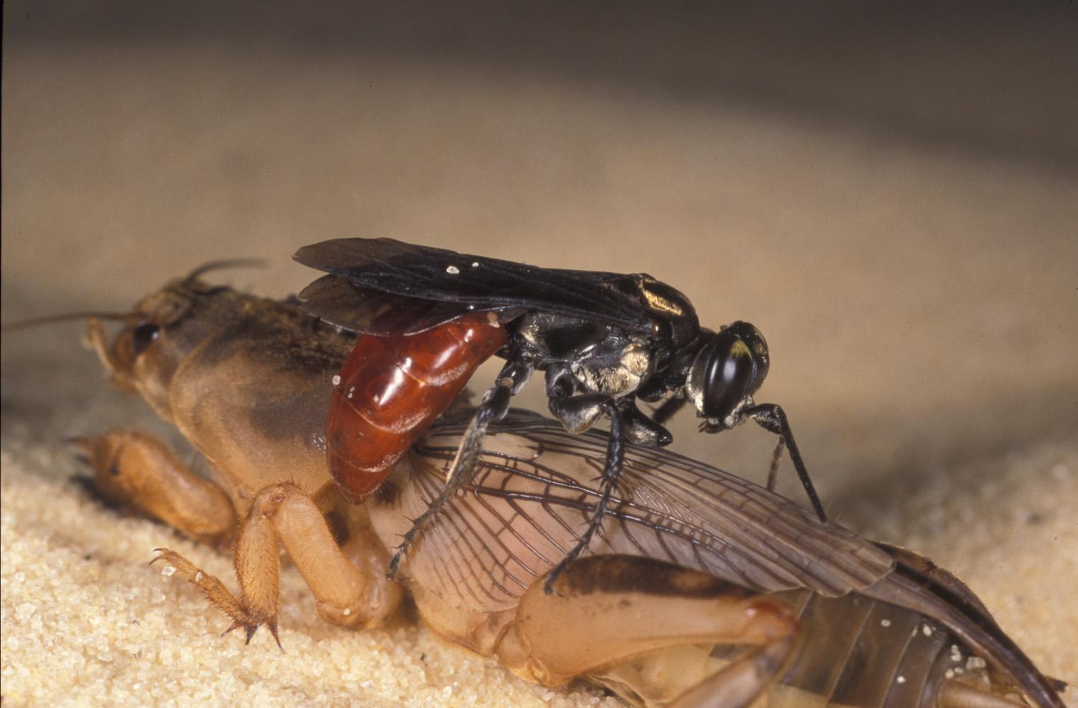 A Larra bicolor wasp attacking a mole cricket. (Lyle Buss, University of Florida)