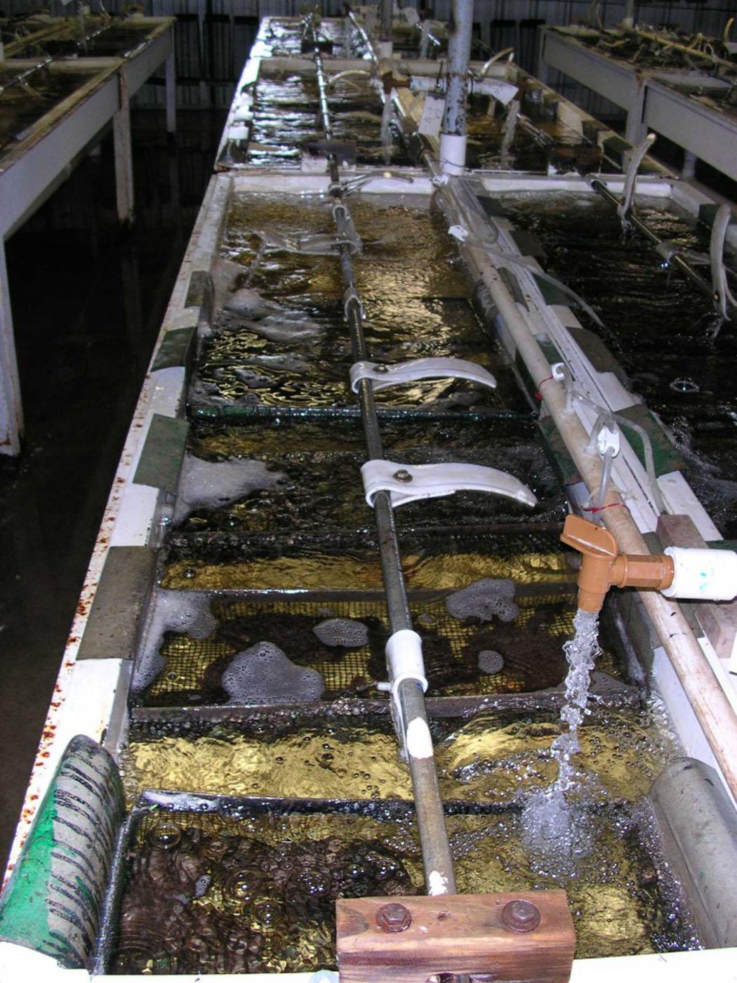 Plastic paddles, designed by catfish hatchery owner Jerry Nobile of Sunflower County, can be stopped by hand and are a safer alternative to those made from metal that typically are used in hatcheries. The white paddles, which circulate water and provide oxygen to the catfish, are cut from thick plastic barrels and bent to fit around the rod that moves them.