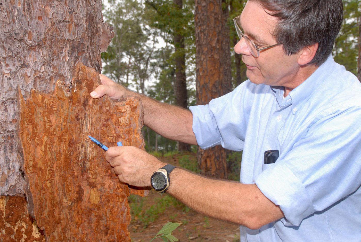 Glenn Hughes, a forestry specialist with Mississippi State University's Extension Service, points to the damage from pine bark beetles that are destroying this tree at Elks Lake in Forrest County. (Photo by Marco Nicovich)  