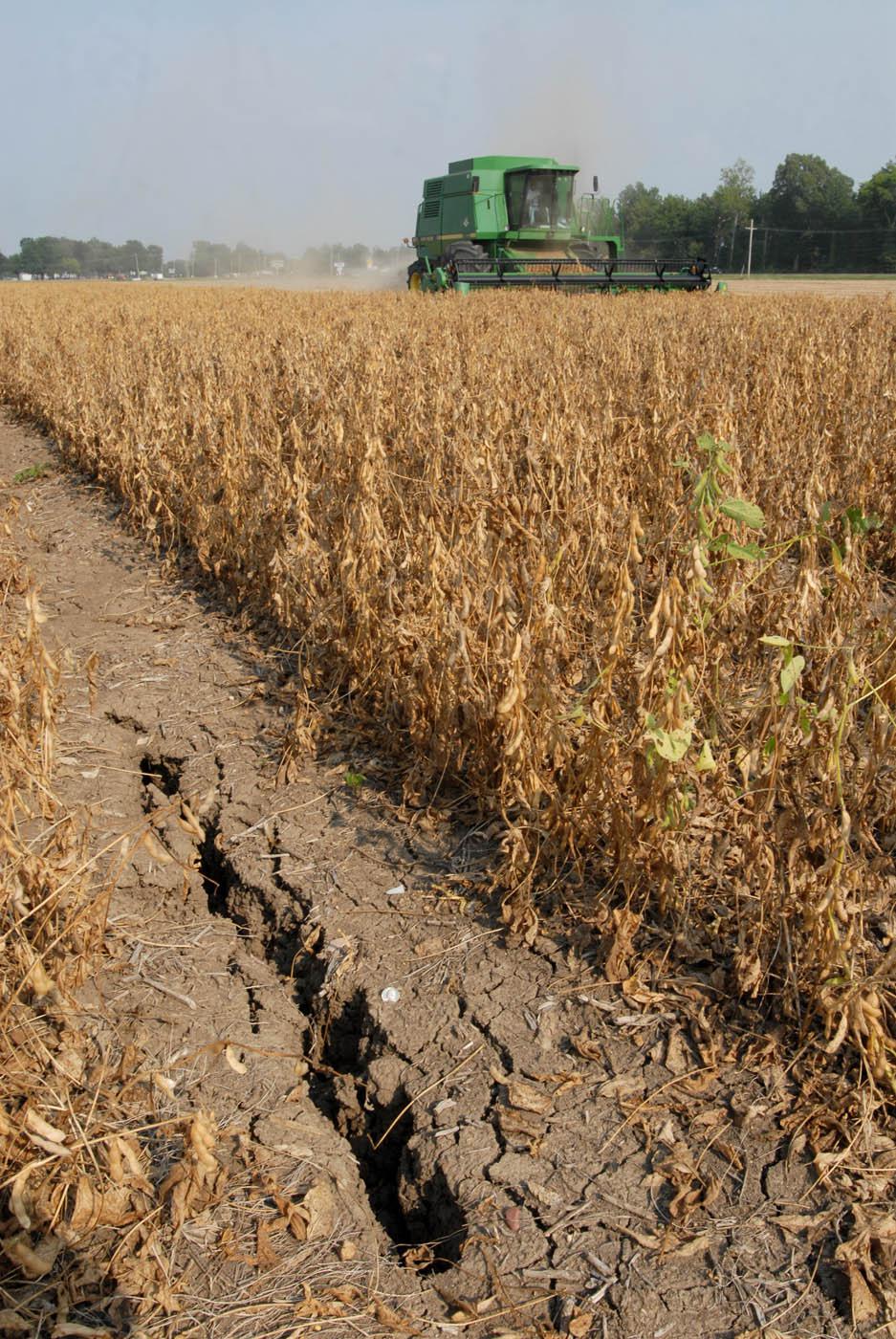 A combine harvests soybeans near a 33-inch deep crack in the soil in a field near Greenville. (Photo by Jim Lytle)