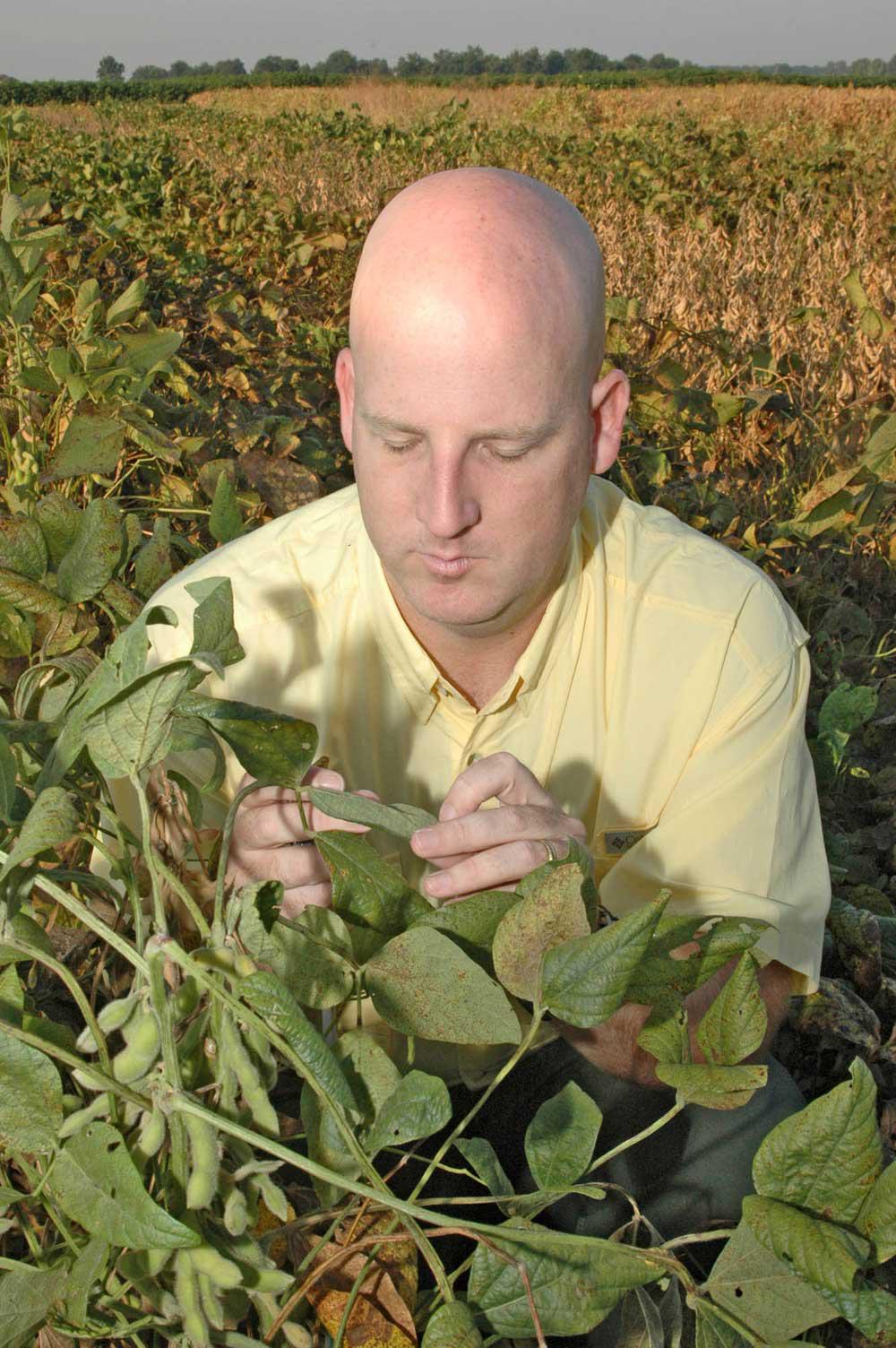 Mississippi State University Extension plant pathologist for the Delta, Tom Allen, inspects soybeans infested with Asian soybean rust in a sentinel plot in Stoneville. (Photo by Robert H. Wells)