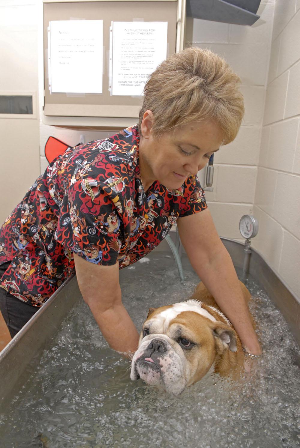 Canine physical therapist Ruby Lynn Carter-Smith keeps an eye on Mississippi State University's mascot Bully XIX as he undergoes 15 minutes of whirlpool therapy at MSU's College of Veterinary Medicine. (Photo by Tom Thompson)