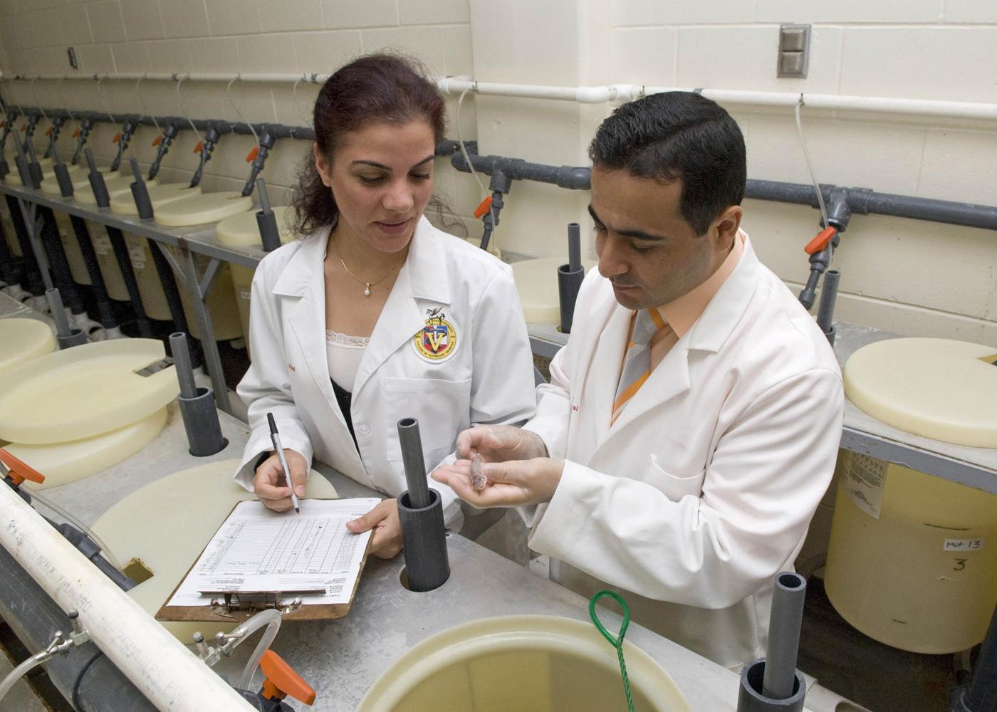 Attila Karsi, research assistant professor at Mississippi State University's College of Veterinary Medicine, and Nagihan Gulsoy, a visiting professor, examine a catfish fingerling with the disease enteric septicemia, a bacterial disease that costs the catfish industry millions of dollars each year. (Photo by Tom Thompson)