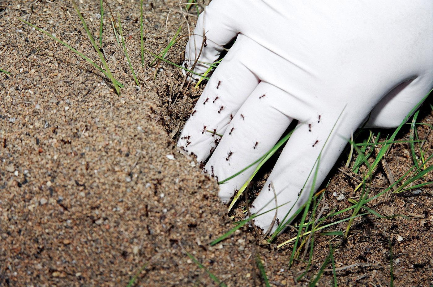 Invasions by imported fire ants are painful experiences for commercial agriculture and private individuals across the state. (Photo by Marco Nicovich)