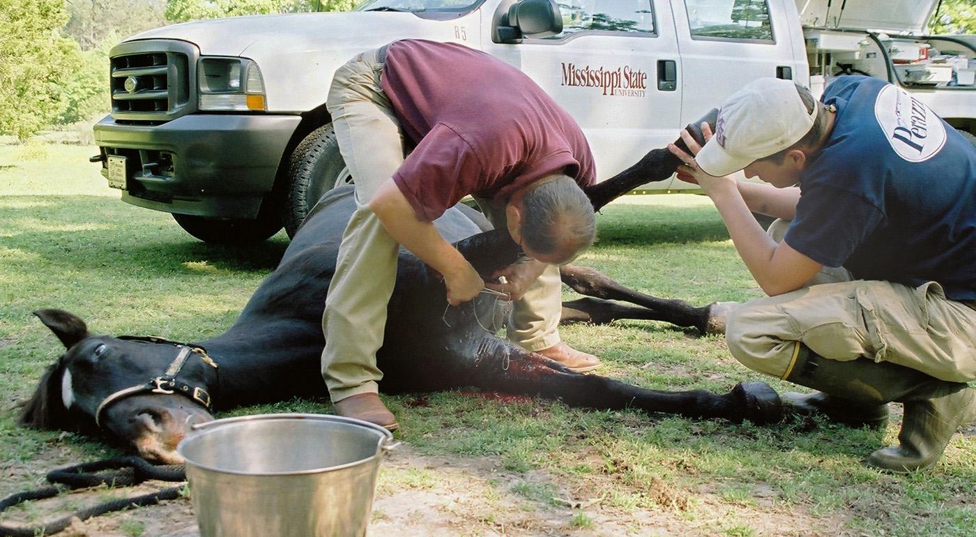 Dr. David Christiansen of Mississippi State University's College of Veterinary Medicine stitches a barbed-wire injury in this horse's leg. (Photo by Linda Breazeale)