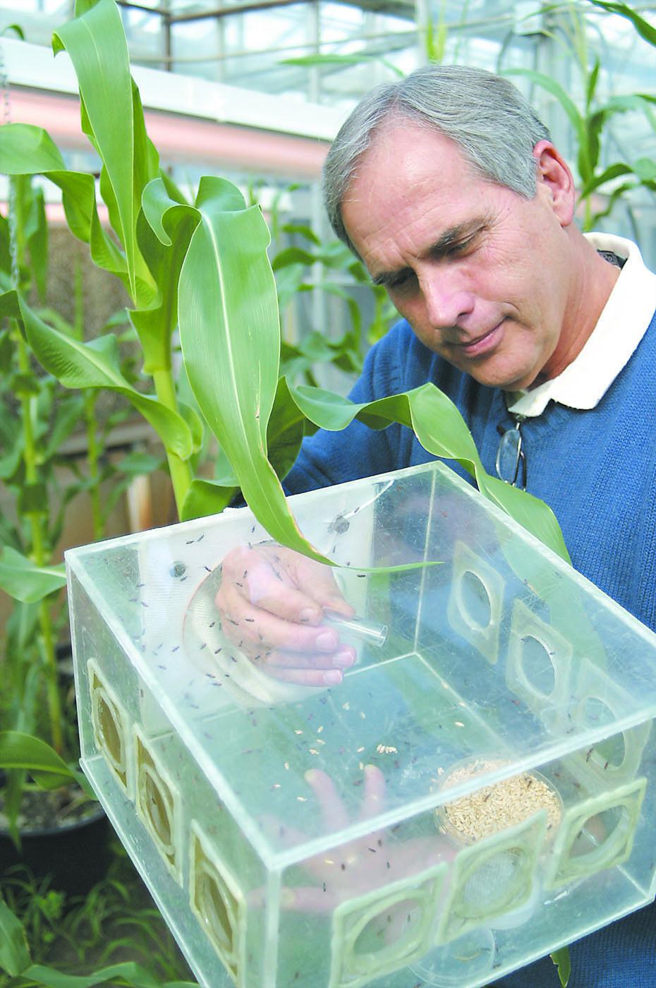 Mississippi State University entomology alumnus Joe Lewis conducted research with parasitic wasps as part of a cooperative United States Department of Agriculture-Agricultural Research Service project to investigate plant response to insect attacks. (Photo courtesy of Tifton Gazette, Georgia/Paula Stuhr)