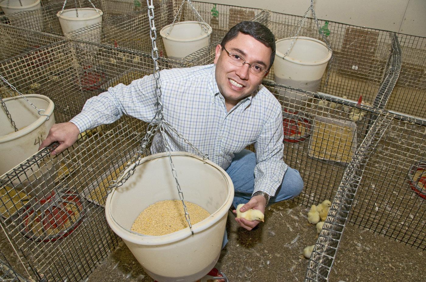 Alex Corzo, assistant poultry science research professor at Mississippi State University, carefully monitors chicks that eat feed containing an ethanol byproduct. (Photo by Marco Nicovich)